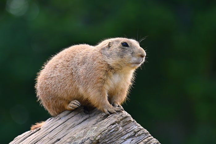 “Grumpy Unstable Teenagers With Severe ADHD”: 58 Wild Animals That Are Not As Adorable As They Look “Grumpy Unstable Teenagers With Severe ADHD”: 58 Wild Animals That Are Not As Adorable As They Look