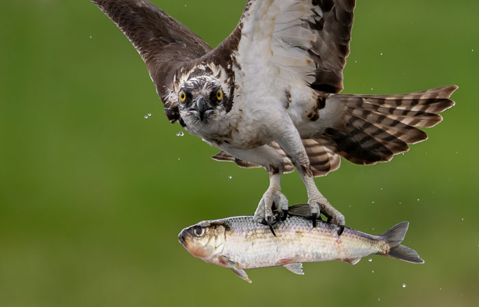 “Grumpy Unstable Teenagers With Severe ADHD”: 58 Wild Animals That Are Not As Adorable As They Look “Grumpy Unstable Teenagers With Severe ADHD”: 58 Wild Animals That Are Not As Adorable As They Look