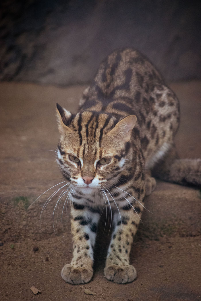 “Grumpy Unstable Teenagers With Severe ADHD”: 58 Wild Animals That Are Not As Adorable As They Look “Grumpy Unstable Teenagers With Severe ADHD”: 58 Wild Animals That Are Not As Adorable As They Look
