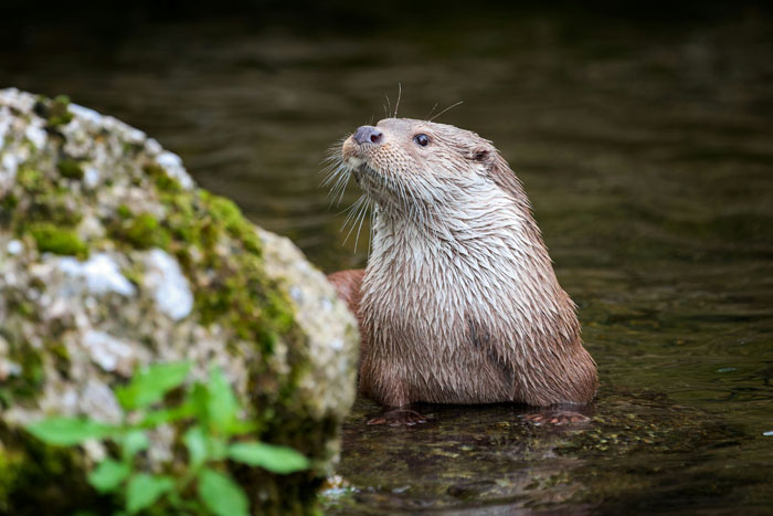 “Grumpy Unstable Teenagers With Severe ADHD”: 58 Wild Animals That Are Not As Adorable As They Look “Grumpy Unstable Teenagers With Severe ADHD”: 58 Wild Animals That Are Not As Adorable As They Look