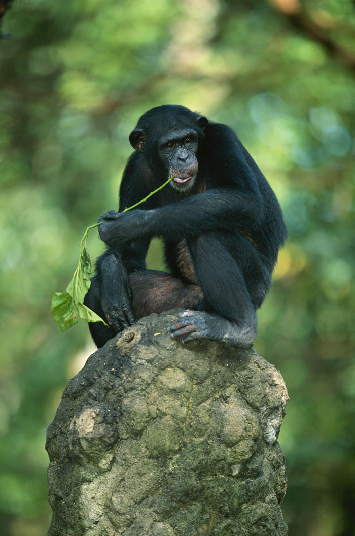 “Grumpy Unstable Teenagers With Severe ADHD”: 58 Wild Animals That Are Not As Adorable As They Look “Grumpy Unstable Teenagers With Severe ADHD”: 58 Wild Animals That Are Not As Adorable As They Look