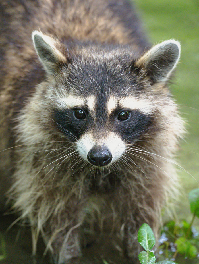 “Grumpy Unstable Teenagers With Severe ADHD”: 58 Wild Animals That Are Not As Adorable As They Look “Grumpy Unstable Teenagers With Severe ADHD”: 58 Wild Animals That Are Not As Adorable As They Look