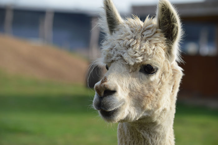 “Grumpy Unstable Teenagers With Severe ADHD”: 58 Wild Animals That Are Not As Adorable As They Look “Grumpy Unstable Teenagers With Severe ADHD”: 58 Wild Animals That Are Not As Adorable As They Look