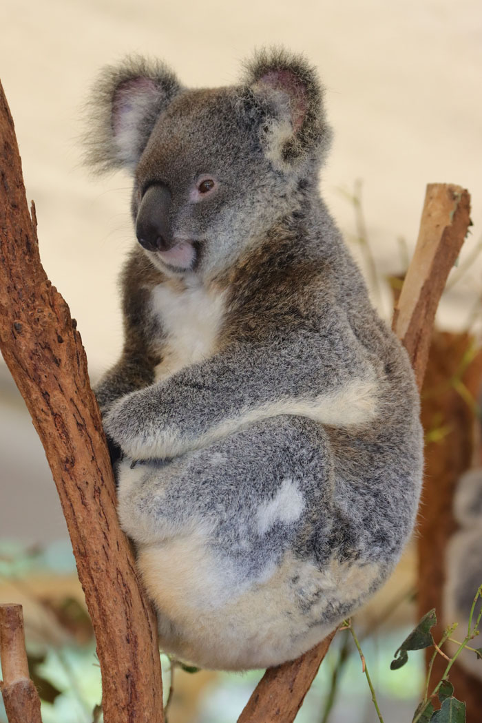“Grumpy Unstable Teenagers With Severe ADHD”: 58 Wild Animals That Are Not As Adorable As They Look “Grumpy Unstable Teenagers With Severe ADHD”: 58 Wild Animals That Are Not As Adorable As They Look