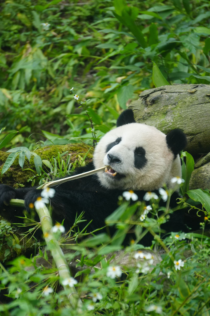 “Grumpy Unstable Teenagers With Severe ADHD”: 58 Wild Animals That Are Not As Adorable As They Look “Grumpy Unstable Teenagers With Severe ADHD”: 58 Wild Animals That Are Not As Adorable As They Look