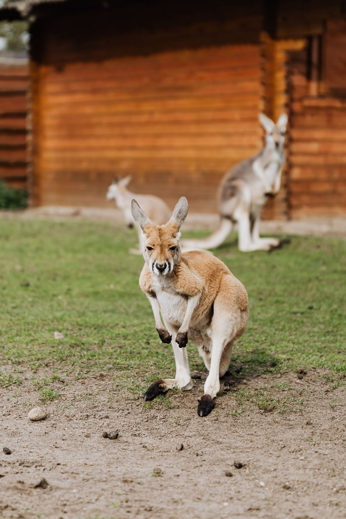 “Grumpy Unstable Teenagers With Severe ADHD”: 58 Wild Animals That Are Not As Adorable As They Look “Grumpy Unstable Teenagers With Severe ADHD”: 58 Wild Animals That Are Not As Adorable As They Look