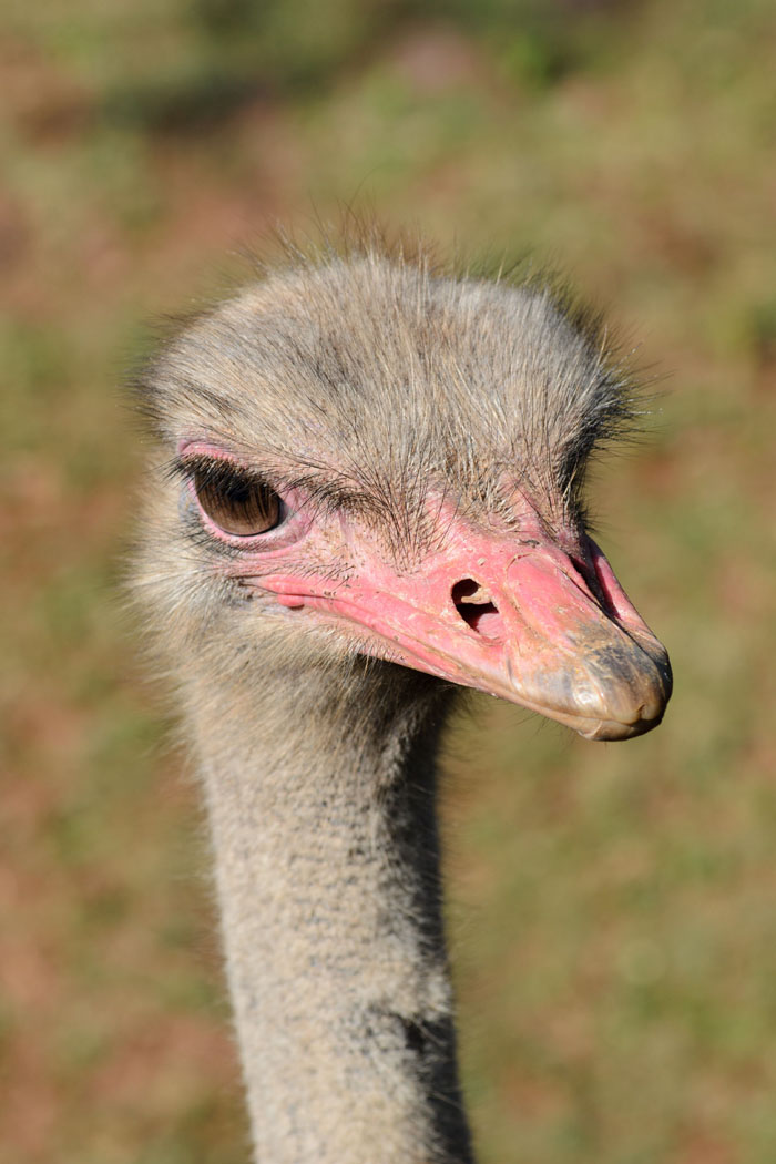 “Grumpy Unstable Teenagers With Severe ADHD”: 58 Wild Animals That Are Not As Adorable As They Look “Grumpy Unstable Teenagers With Severe ADHD”: 58 Wild Animals That Are Not As Adorable As They Look