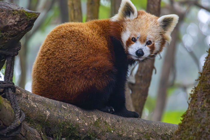 “Grumpy Unstable Teenagers With Severe ADHD”: 58 Wild Animals That Are Not As Adorable As They Look “Grumpy Unstable Teenagers With Severe ADHD”: 58 Wild Animals That Are Not As Adorable As They Look