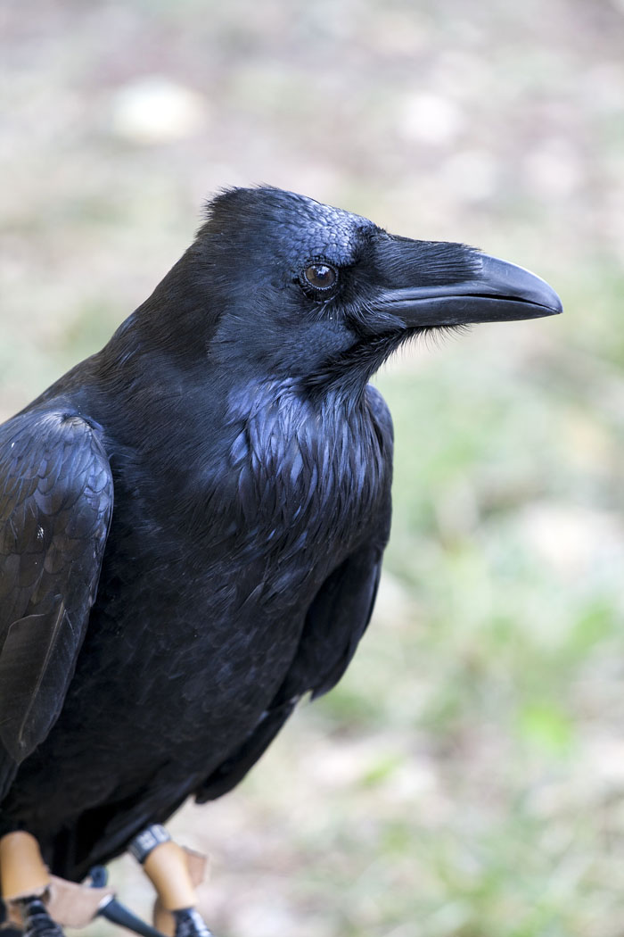 “Grumpy Unstable Teenagers With Severe ADHD”: 58 Wild Animals That Are Not As Adorable As They Look “Grumpy Unstable Teenagers With Severe ADHD”: 58 Wild Animals That Are Not As Adorable As They Look