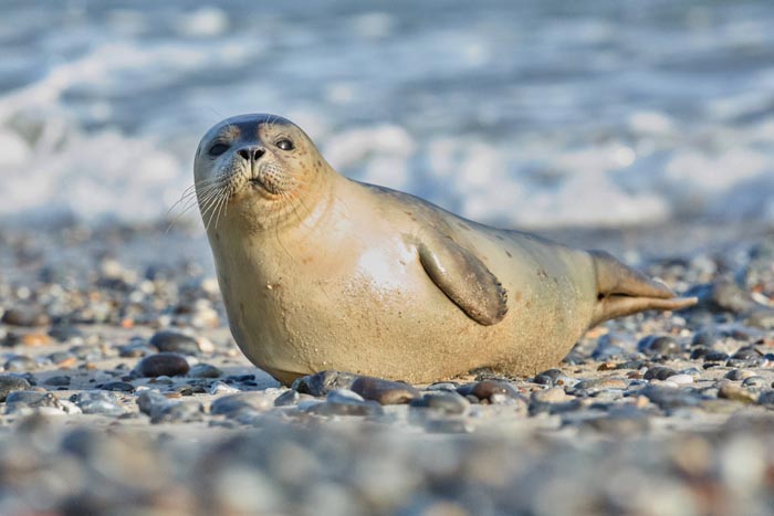 “Grumpy Unstable Teenagers With Severe ADHD”: 58 Wild Animals That Are Not As Adorable As They Look “Grumpy Unstable Teenagers With Severe ADHD”: 58 Wild Animals That Are Not As Adorable As They Look
