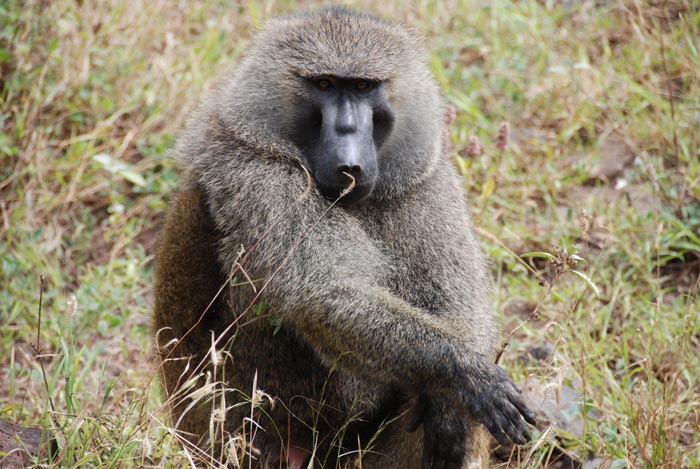 “Grumpy Unstable Teenagers With Severe ADHD”: 58 Wild Animals That Are Not As Adorable As They Look “Grumpy Unstable Teenagers With Severe ADHD”: 58 Wild Animals That Are Not As Adorable As They Look