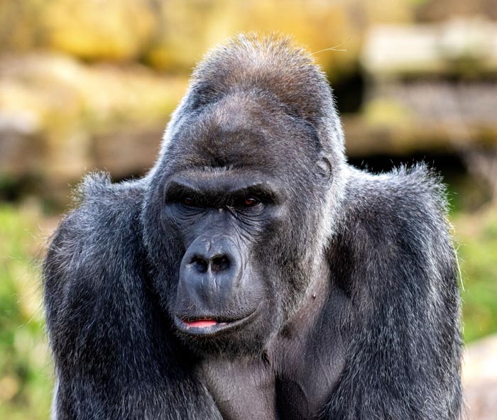 “Grumpy Unstable Teenagers With Severe ADHD”: 58 Wild Animals That Are Not As Adorable As They Look “Grumpy Unstable Teenagers With Severe ADHD”: 58 Wild Animals That Are Not As Adorable As They Look