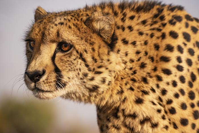 “Grumpy Unstable Teenagers With Severe ADHD”: 58 Wild Animals That Are Not As Adorable As They Look “Grumpy Unstable Teenagers With Severe ADHD”: 58 Wild Animals That Are Not As Adorable As They Look