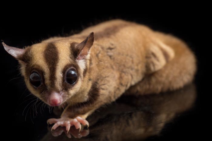 “Grumpy Unstable Teenagers With Severe ADHD”: 58 Wild Animals That Are Not As Adorable As They Look “Grumpy Unstable Teenagers With Severe ADHD”: 58 Wild Animals That Are Not As Adorable As They Look
