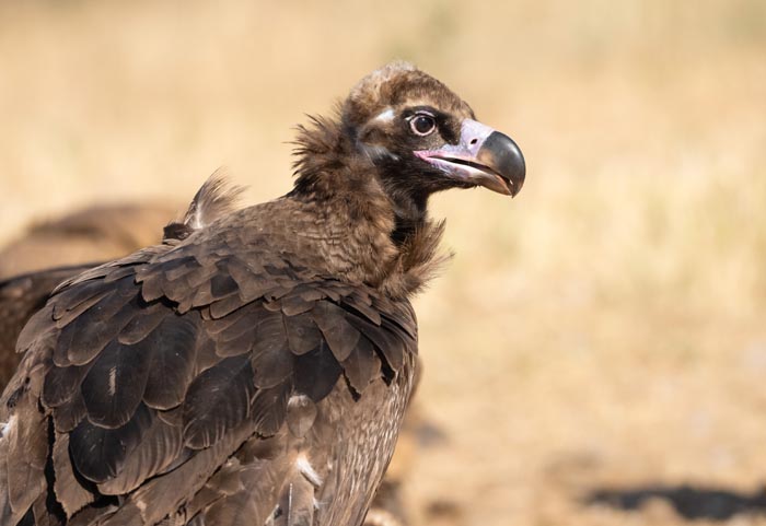 “Grumpy Unstable Teenagers With Severe ADHD”: 58 Wild Animals That Are Not As Adorable As They Look “Grumpy Unstable Teenagers With Severe ADHD”: 58 Wild Animals That Are Not As Adorable As They Look
