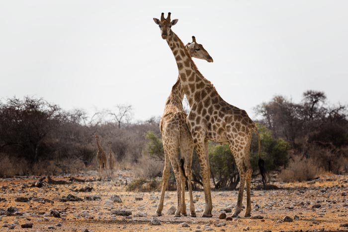 “Grumpy Unstable Teenagers With Severe ADHD”: 58 Wild Animals That Are Not As Adorable As They Look “Grumpy Unstable Teenagers With Severe ADHD”: 58 Wild Animals That Are Not As Adorable As They Look