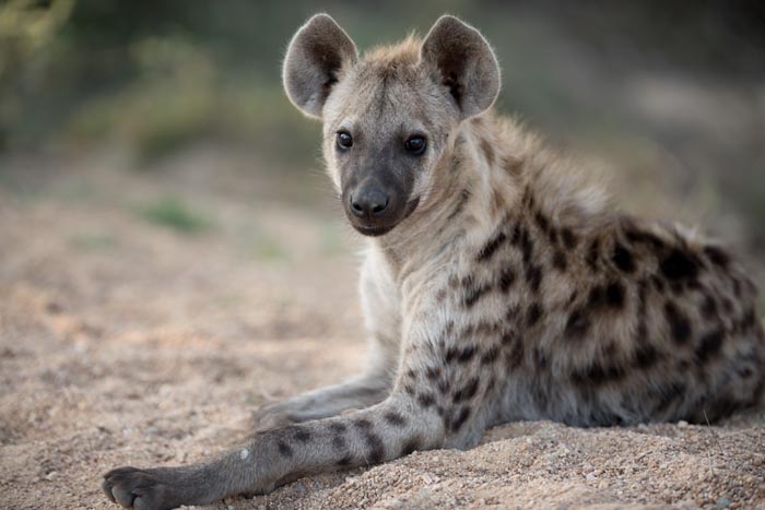 “Grumpy Unstable Teenagers With Severe ADHD”: 58 Wild Animals That Are Not As Adorable As They Look “Grumpy Unstable Teenagers With Severe ADHD”: 58 Wild Animals That Are Not As Adorable As They Look