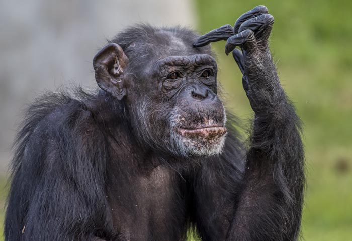 “Grumpy Unstable Teenagers With Severe ADHD”: 58 Wild Animals That Are Not As Adorable As They Look “Grumpy Unstable Teenagers With Severe ADHD”: 58 Wild Animals That Are Not As Adorable As They Look