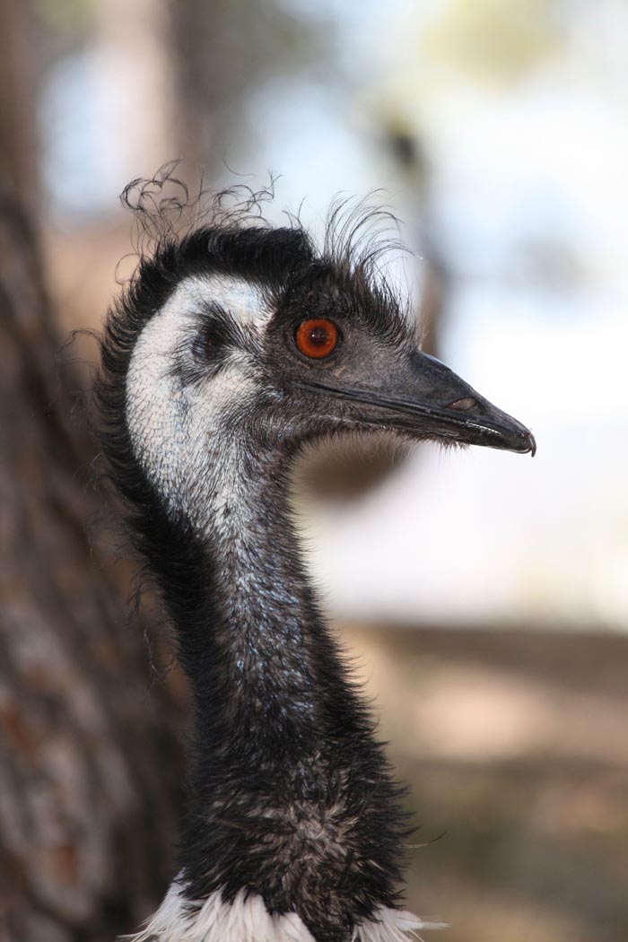 “Grumpy Unstable Teenagers With Severe ADHD”: 58 Wild Animals That Are Not As Adorable As They Look “Grumpy Unstable Teenagers With Severe ADHD”: 58 Wild Animals That Are Not As Adorable As They Look