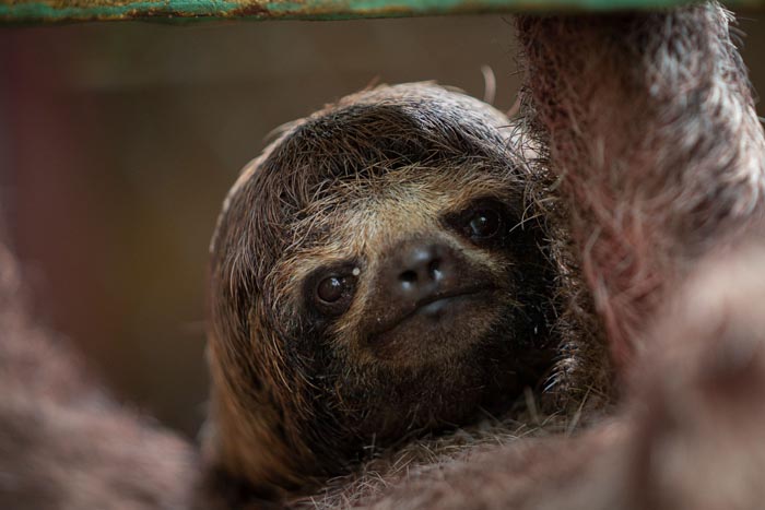 “Grumpy Unstable Teenagers With Severe ADHD”: 58 Wild Animals That Are Not As Adorable As They Look “Grumpy Unstable Teenagers With Severe ADHD”: 58 Wild Animals That Are Not As Adorable As They Look