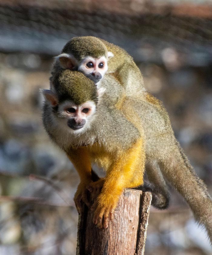 “Grumpy Unstable Teenagers With Severe ADHD”: 58 Wild Animals That Are Not As Adorable As They Look “Grumpy Unstable Teenagers With Severe ADHD”: 58 Wild Animals That Are Not As Adorable As They Look