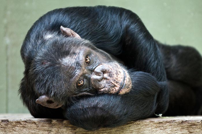 “Grumpy Unstable Teenagers With Severe ADHD”: 58 Wild Animals That Are Not As Adorable As They Look “Grumpy Unstable Teenagers With Severe ADHD”: 58 Wild Animals That Are Not As Adorable As They Look