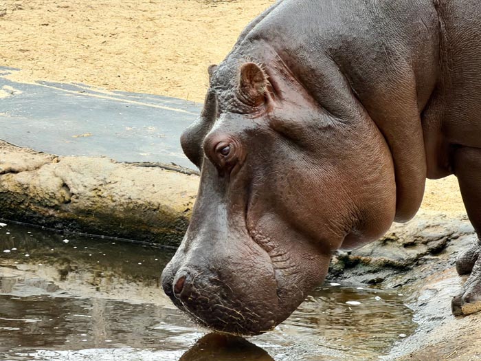 “Grumpy Unstable Teenagers With Severe ADHD”: 58 Wild Animals That Are Not As Adorable As They Look “Grumpy Unstable Teenagers With Severe ADHD”: 58 Wild Animals That Are Not As Adorable As They Look