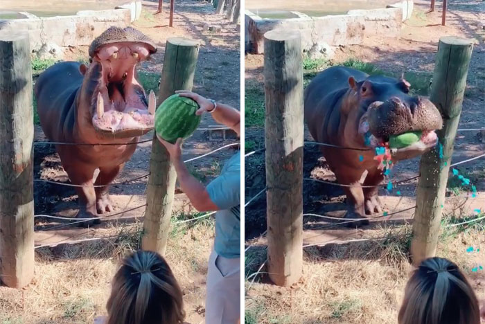 &ldquo;A New Low For Stupid&rdquo;: 78 Gender Reveal Moments That Already Have People Judging The Parents