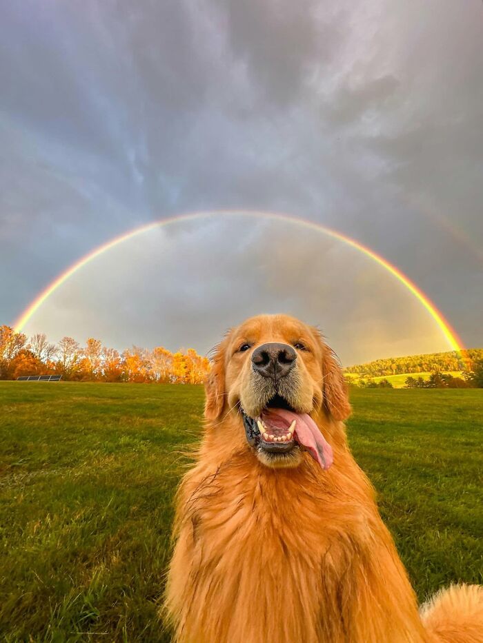 ‘We Rate Dogs’: 40 Photos That Prove Every Pup Deserves A 10/10 ‘We Rate Dogs’: 40 Photos That Prove Every Pup Deserves A 10/10