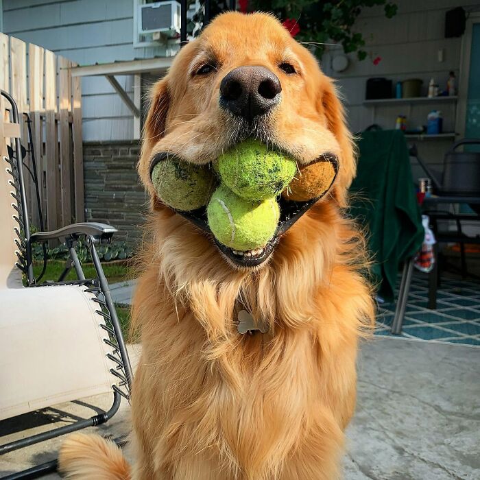 ‘We Rate Dogs’: 40 Photos That Prove Every Pup Deserves A 10/10 ‘We Rate Dogs’: 40 Photos That Prove Every Pup Deserves A 10/10