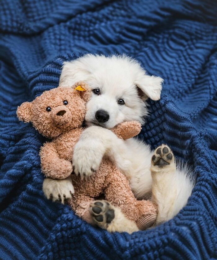 ‘We Rate Dogs’: 40 Photos That Prove Every Pup Deserves A 10/10 ‘We Rate Dogs’: 40 Photos That Prove Every Pup Deserves A 10/10