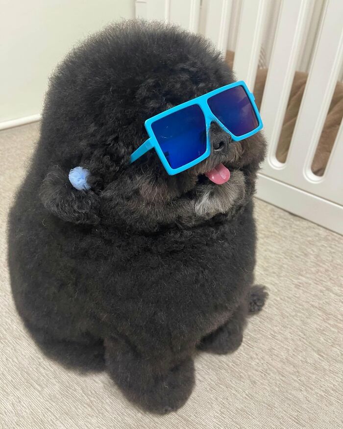 ‘We Rate Dogs’: 40 Photos That Prove Every Pup Deserves A 10/10 ‘We Rate Dogs’: 40 Photos That Prove Every Pup Deserves A 10/10