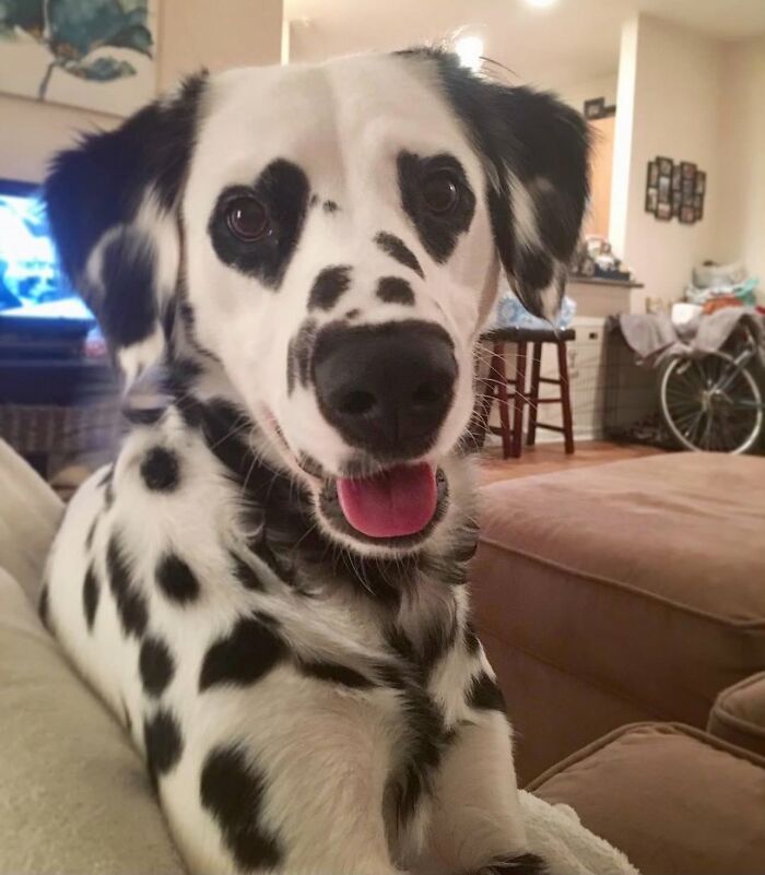 ‘We Rate Dogs’: 40 Photos That Prove Every Pup Deserves A 10/10 ‘We Rate Dogs’: 40 Photos That Prove Every Pup Deserves A 10/10