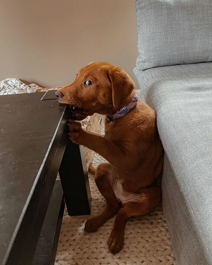 ‘We Rate Dogs’: 40 Photos That Prove Every Pup Deserves A 10/10 ‘We Rate Dogs’: 40 Photos That Prove Every Pup Deserves A 10/10