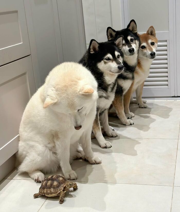 ‘We Rate Dogs’: 40 Photos That Prove Every Pup Deserves A 10/10 ‘We Rate Dogs’: 40 Photos That Prove Every Pup Deserves A 10/10