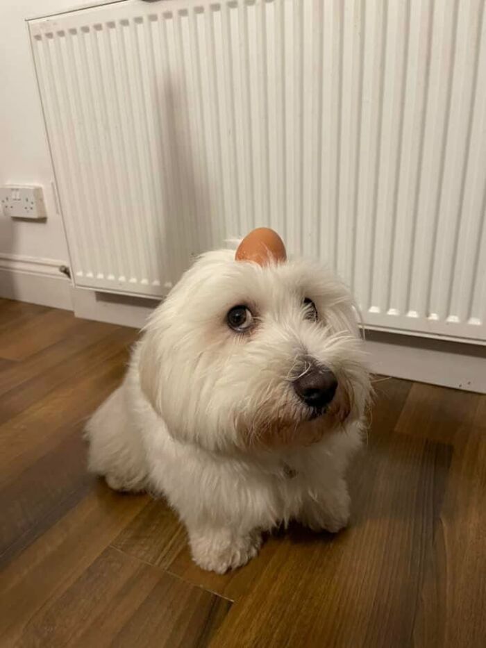 ‘We Rate Dogs’: 40 Photos That Prove Every Pup Deserves A 10/10 ‘We Rate Dogs’: 40 Photos That Prove Every Pup Deserves A 10/10