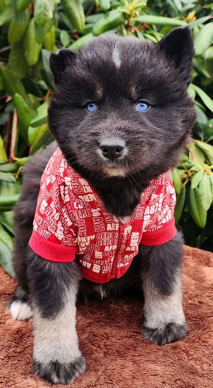 ‘We Rate Dogs’: 40 Photos That Prove Every Pup Deserves A 10/10 ‘We Rate Dogs’: 40 Photos That Prove Every Pup Deserves A 10/10
