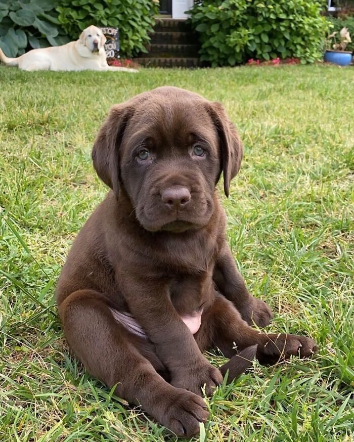 ‘We Rate Dogs’: 40 Photos That Prove Every Pup Deserves A 10/10 ‘We Rate Dogs’: 40 Photos That Prove Every Pup Deserves A 10/10