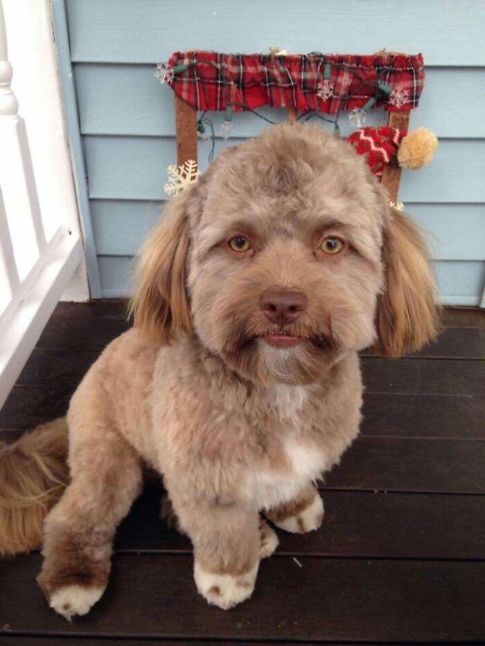 ‘We Rate Dogs’: 40 Photos That Prove Every Pup Deserves A 10/10 ‘We Rate Dogs’: 40 Photos That Prove Every Pup Deserves A 10/10