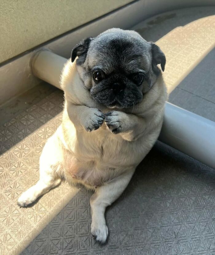 ‘We Rate Dogs’: 40 Photos That Prove Every Pup Deserves A 10/10 ‘We Rate Dogs’: 40 Photos That Prove Every Pup Deserves A 10/10