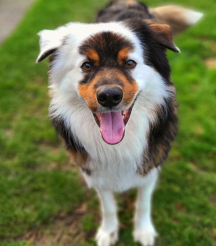 ‘We Rate Dogs’: 40 Photos That Prove Every Pup Deserves A 10/10 ‘We Rate Dogs’: 40 Photos That Prove Every Pup Deserves A 10/10