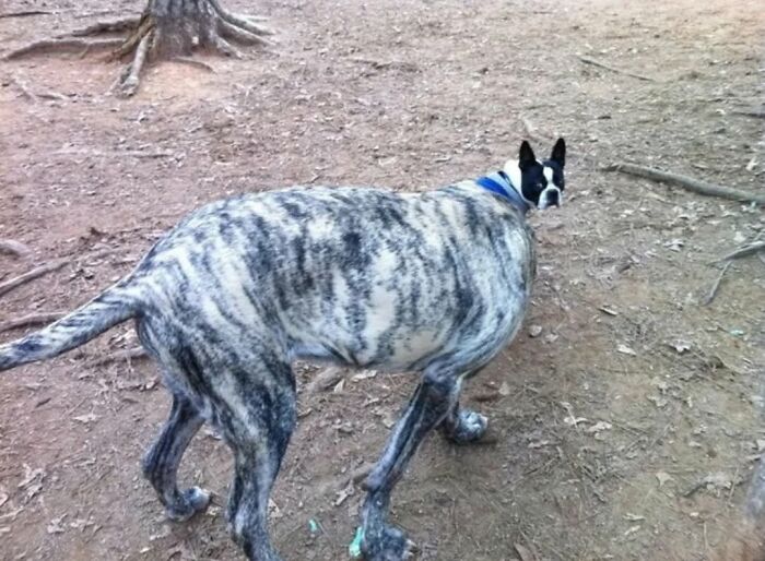‘We Rate Dogs’: 40 Photos That Prove Every Pup Deserves A 10/10 ‘We Rate Dogs’: 40 Photos That Prove Every Pup Deserves A 10/10