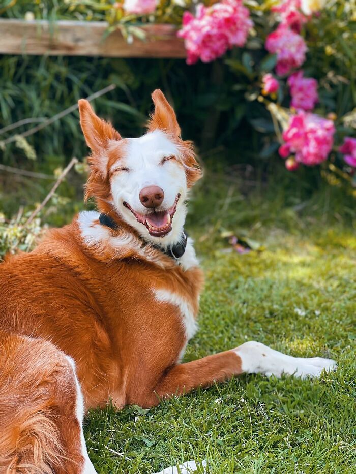 ‘We Rate Dogs’: 40 Photos That Prove Every Pup Deserves A 10/10 ‘We Rate Dogs’: 40 Photos That Prove Every Pup Deserves A 10/10