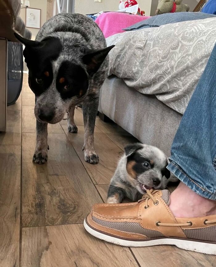 ‘We Rate Dogs’: 40 Photos That Prove Every Pup Deserves A 10/10 ‘We Rate Dogs’: 40 Photos That Prove Every Pup Deserves A 10/10