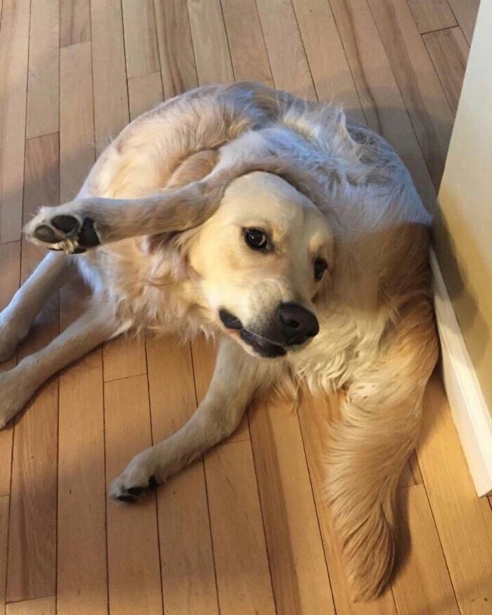 ‘We Rate Dogs’: 40 Photos That Prove Every Pup Deserves A 10/10 ‘We Rate Dogs’: 40 Photos That Prove Every Pup Deserves A 10/10