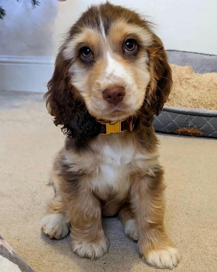 ‘We Rate Dogs’: 40 Photos That Prove Every Pup Deserves A 10/10 ‘We Rate Dogs’: 40 Photos That Prove Every Pup Deserves A 10/10
