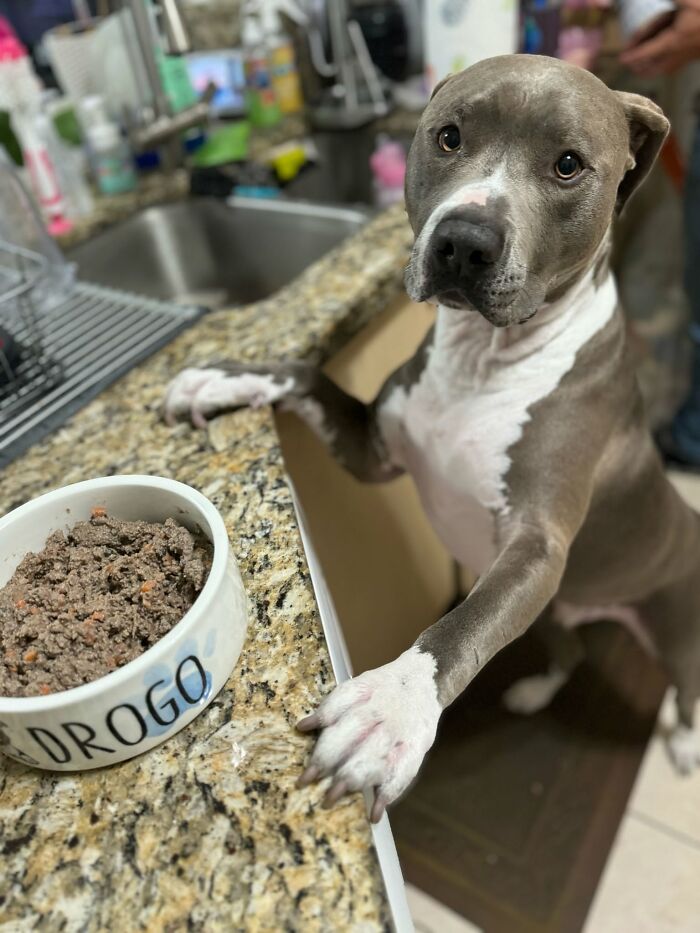‘We Rate Dogs’: 40 Photos That Prove Every Pup Deserves A 10/10 ‘We Rate Dogs’: 40 Photos That Prove Every Pup Deserves A 10/10