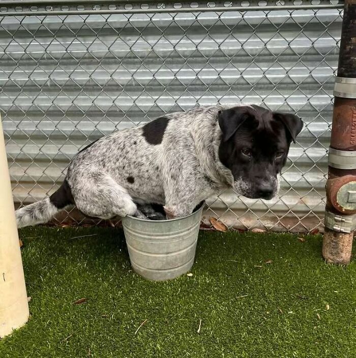 ‘We Rate Dogs’: 40 Photos That Prove Every Pup Deserves A 10/10 ‘We Rate Dogs’: 40 Photos That Prove Every Pup Deserves A 10/10
