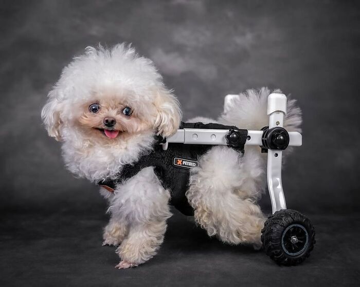 ‘We Rate Dogs’: 40 Photos That Prove Every Pup Deserves A 10/10 ‘We Rate Dogs’: 40 Photos That Prove Every Pup Deserves A 10/10