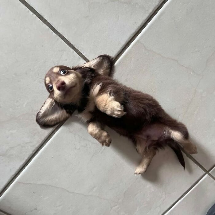 ‘We Rate Dogs’: 40 Photos That Prove Every Pup Deserves A 10/10 ‘We Rate Dogs’: 40 Photos That Prove Every Pup Deserves A 10/10